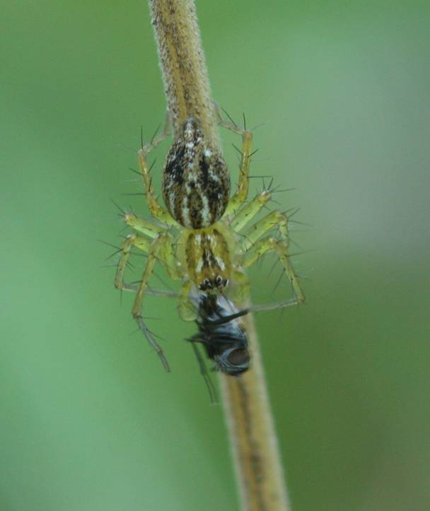 Oxyopes cf. heterophthalmus  - Soriano nel Cimino (VT)